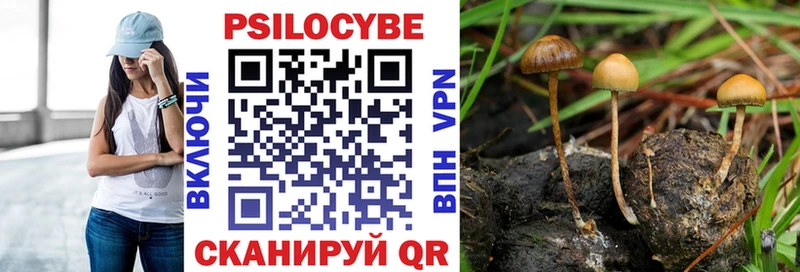 Псилоцибиновые грибы Psilocybine cubensis  Мончегорск 