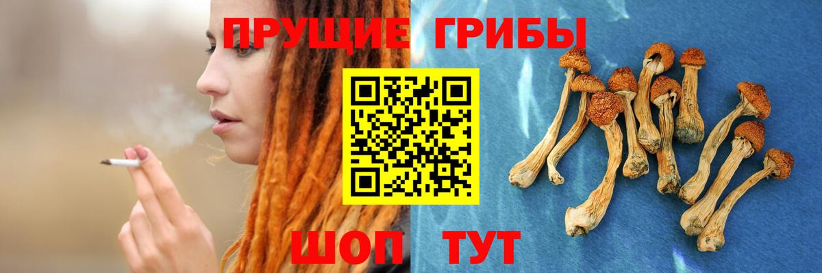 Галлюциногенные грибы Psilocybe Мончегорск